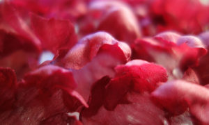 Les pétales de soie sont mis en forme avant d'être assemblés en fleur